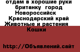 отдам в хорошие руки британку. город Новороссийск. - Краснодарский край Животные и растения » Кошки   